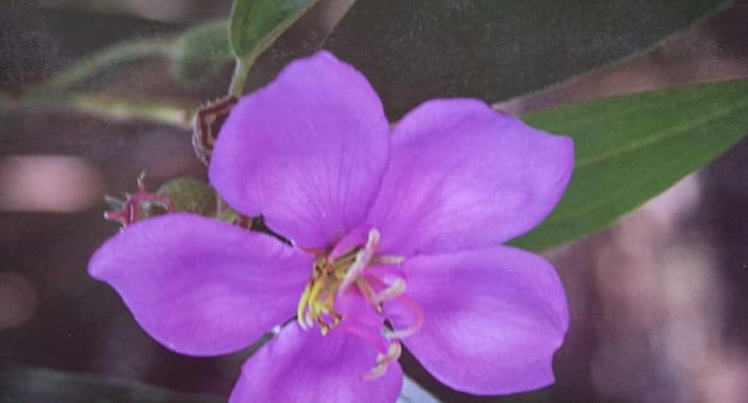 Diare Berkurang dengan Daun Harendong